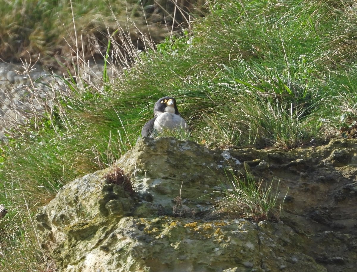 Scar_Peres's tweet photo. lls going well with the courtship!! and the Kittiwakes are back !#peregrine #falcon #raptor #fastest #living #creature #predator #bird #nature #wildlife #prey #chick #young #scarborough #yorkshire #RSPB @rspbbemptoncliffs https://t.co/vr4KVmp356