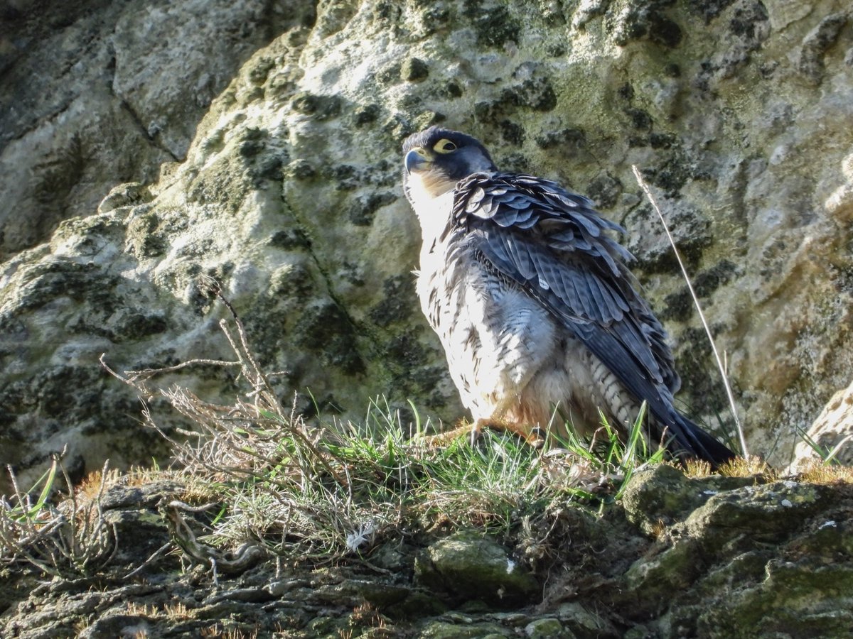 Scar_Peres's tweet photo. lls going well with the courtship!! and the Kittiwakes are back !#peregrine #falcon #raptor #fastest #living #creature #predator #bird #nature #wildlife #prey #chick #young #scarborough #yorkshire #RSPB @rspbbemptoncliffs https://t.co/vr4KVmp356