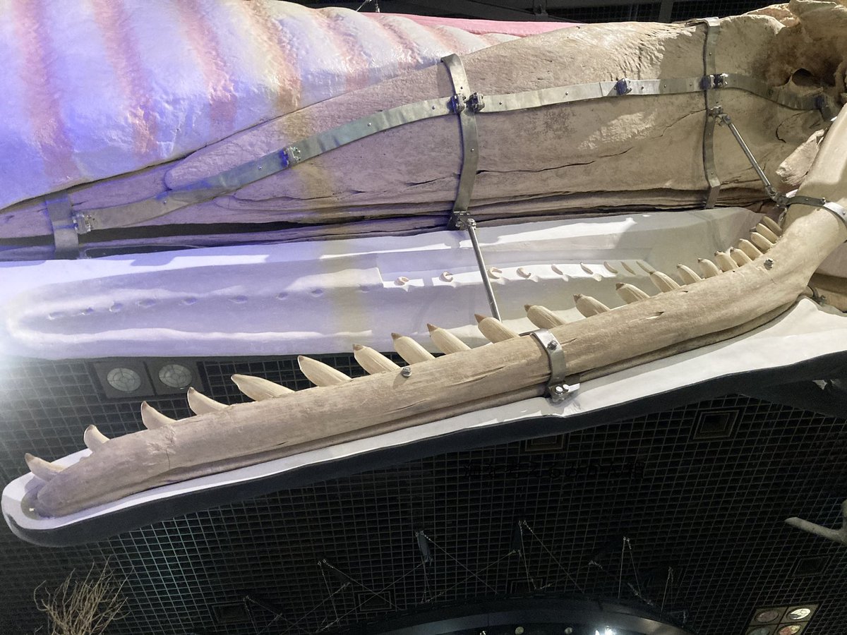 海を考えるみかん箱 バショウカジキの後だと 少し物足りなく感じる フウライカジキ 国立科学博物館 海を考えるみかん箱 バショウカジキの後だと 少し物足りなく感じる フウライカジキ 国立科学博物館