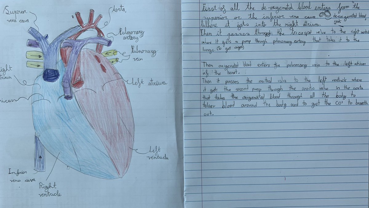 AmityADPrimary's tweet photo. In #AmityADYear6 we have been learning all about the circulatory systems. Look how fantastic their work was today! #AmityADInspiringExcellence
#AmityADIgnitingMinds
#AmityADNurturingTalent https://t.co/dzkQhiuRMx