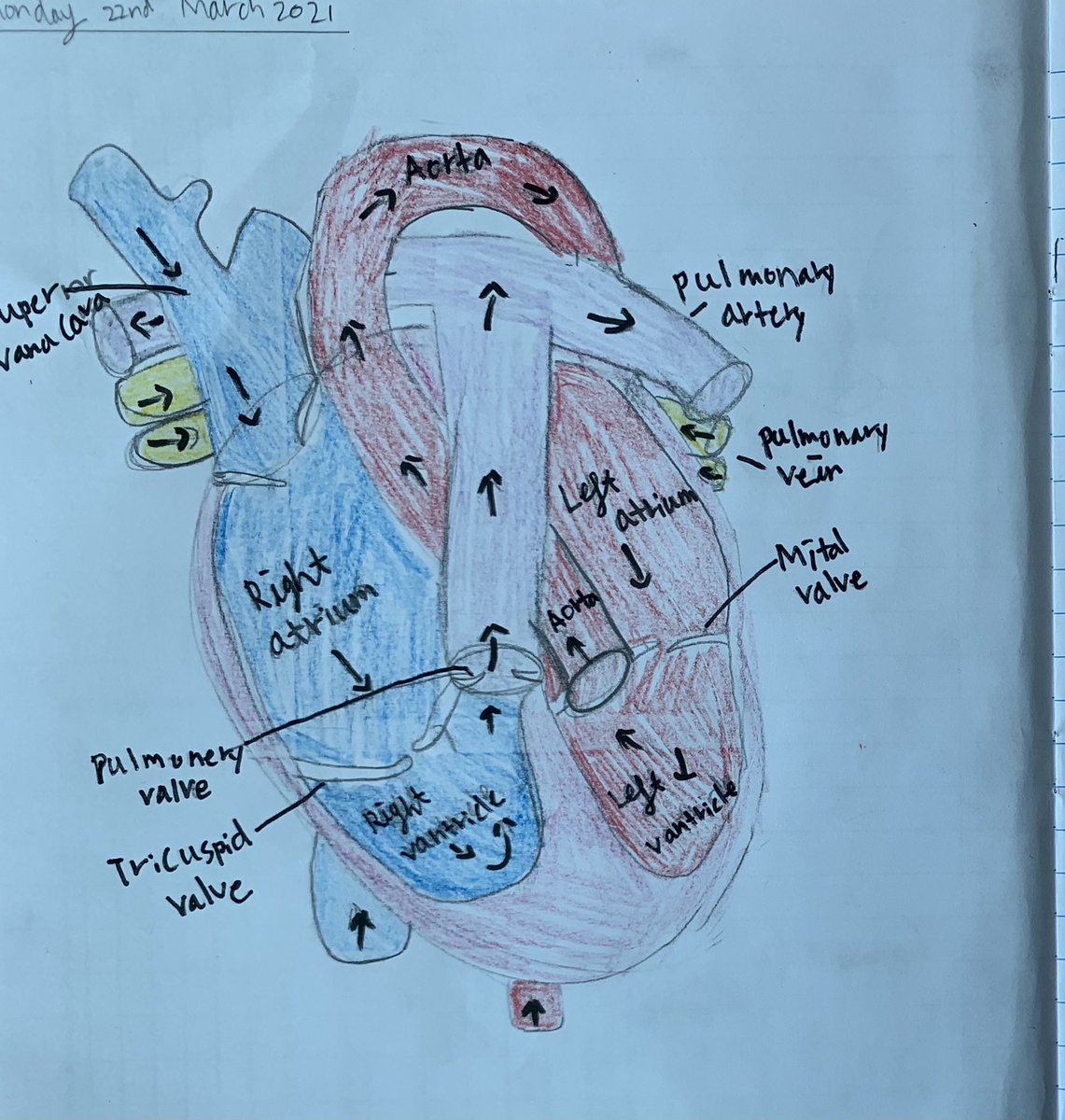 AmityADPrimary's tweet photo. In #AmityADYear6 we have been learning all about the circulatory systems. Look how fantastic their work was today! #AmityADInspiringExcellence
#AmityADIgnitingMinds
#AmityADNurturingTalent https://t.co/dzkQhiuRMx