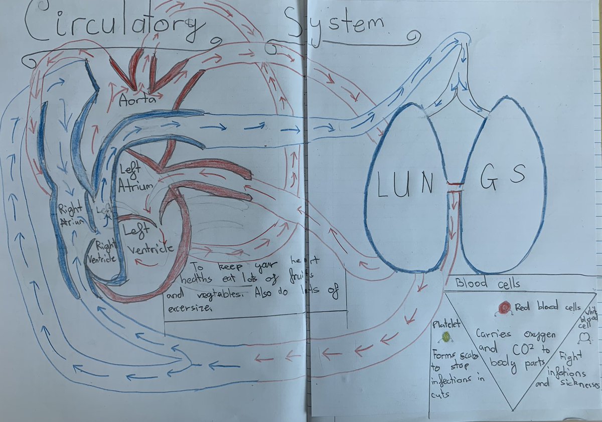 AmityADPrimary's tweet photo. In #AmityADYear6 we have been learning all about the circulatory systems. Look how fantastic their work was today! #AmityADInspiringExcellence
#AmityADIgnitingMinds
#AmityADNurturingTalent https://t.co/dzkQhiuRMx