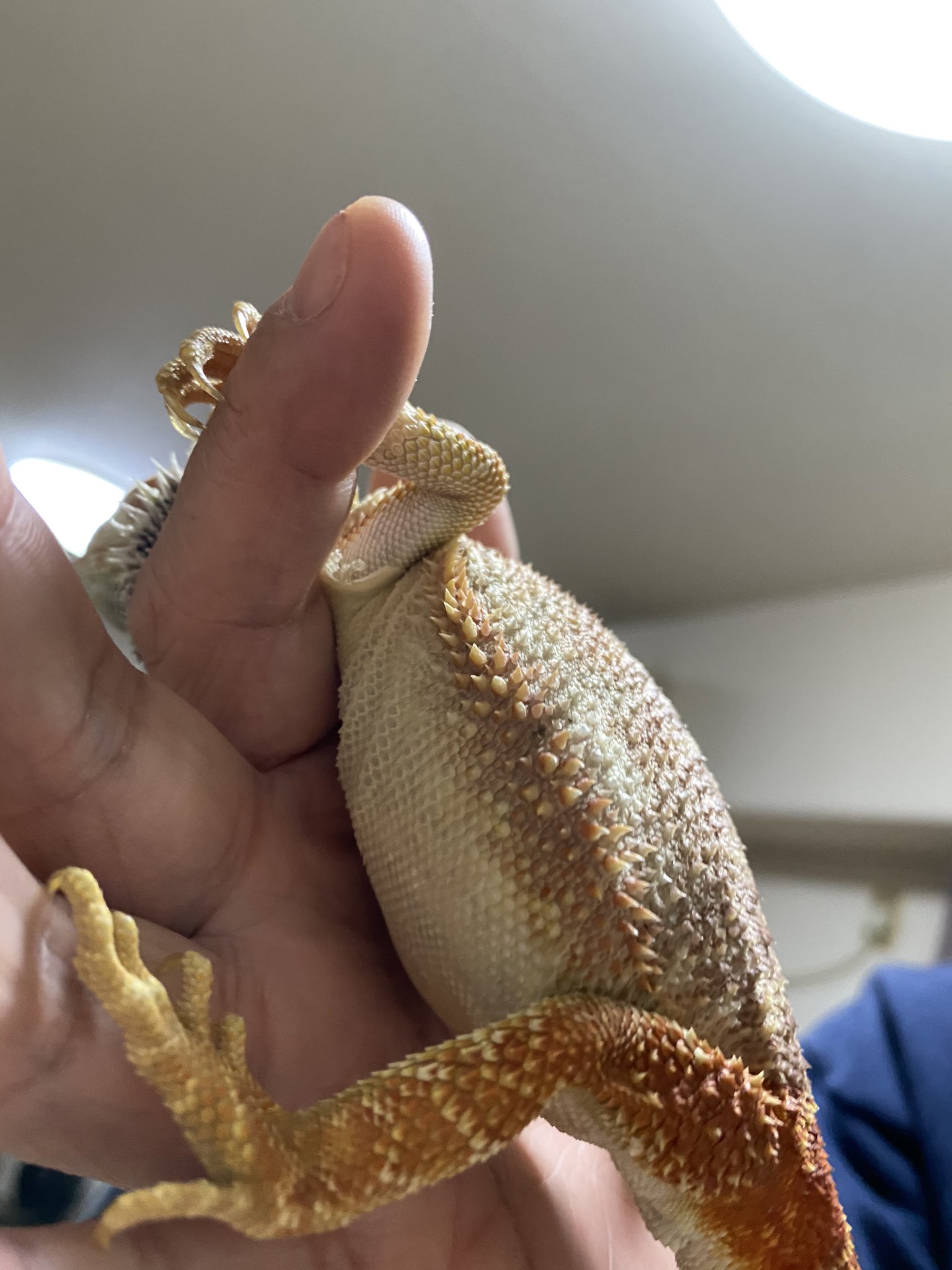 ポム 4 5日前から食欲がなくぐったりし始め 今日のお昼ごろからお腹が空気のようなものでパンパンに膨らみ 温浴させると浮くぐらいに空気 ガス を身体にためているようです 病気なのでしょうか 情報があれば教えていただきたいです お願い致します