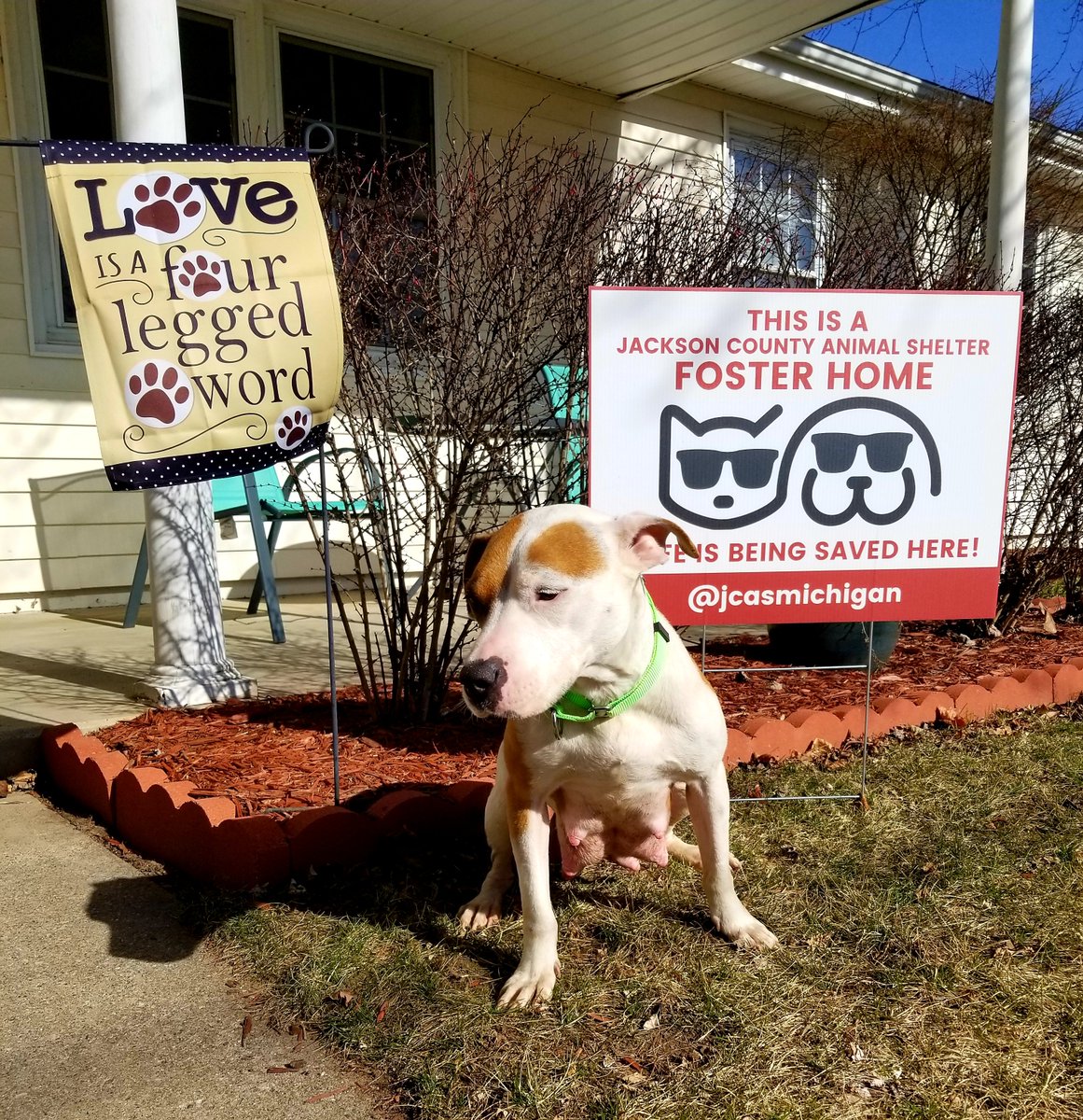 Jackson County Animal Services : Jackson County Animal Shelter
