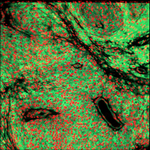 Photo by Markovic Lab (@MarkovicLab)