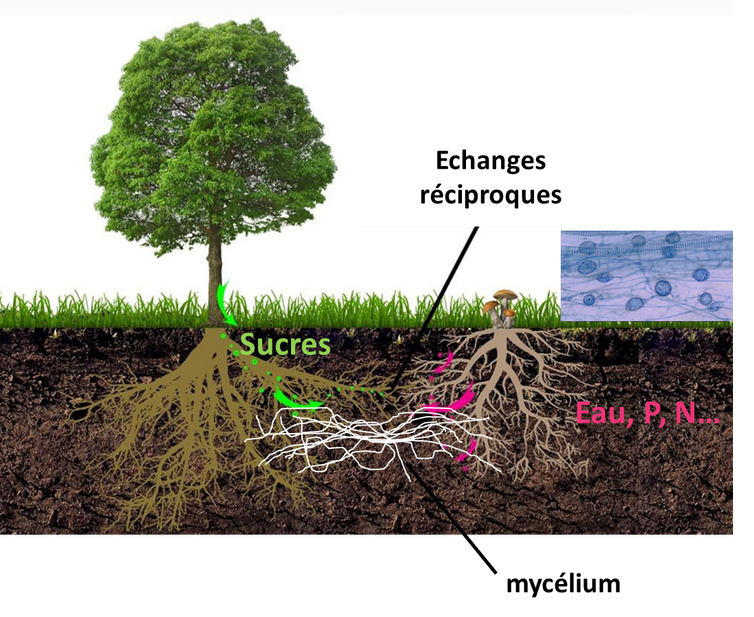 Envie de mieux comprendre le fonctionnement de nos solutions bio-épuratrices ?🤔 Cet article vous éclaire sur les #Mycorhizes 🍄, terme pour désigner la symbiose entre #champignons et nutrition des #plantes par les racines. Plongez sous terre ! 👉 theconversation.com/les-mycorhizes…