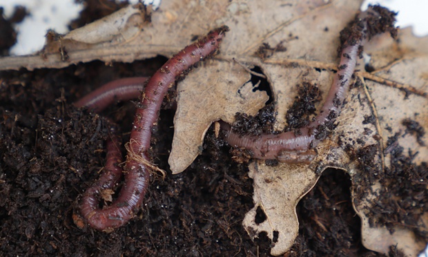 Great read and relevant to all soils - how do we know what's living where and what they do? ow.ly/tXK650E4uON