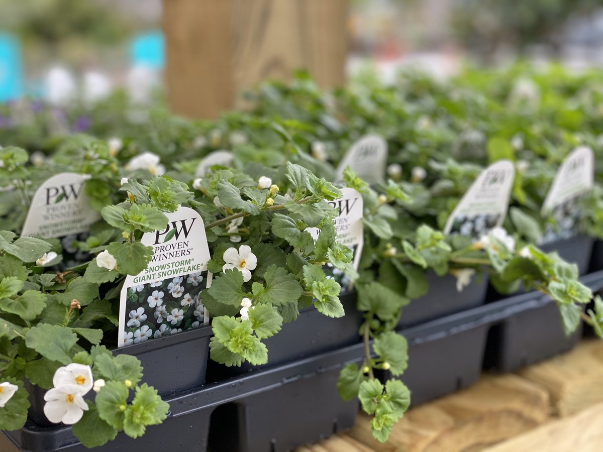 SouthrnScapes's tweet photo. Spring is here!  Let’s get growin’!
#southernscapesmyrtlebeach #gardening #spring #provenwinners https://t.co/qgELkEon3n