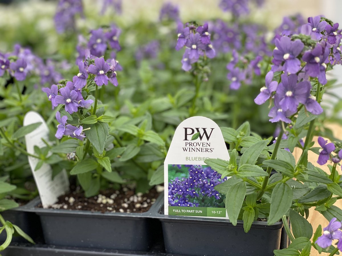 SouthrnScapes's tweet photo. Spring is here!  Let’s get growin’!
#southernscapesmyrtlebeach #gardening #spring #provenwinners https://t.co/qgELkEon3n