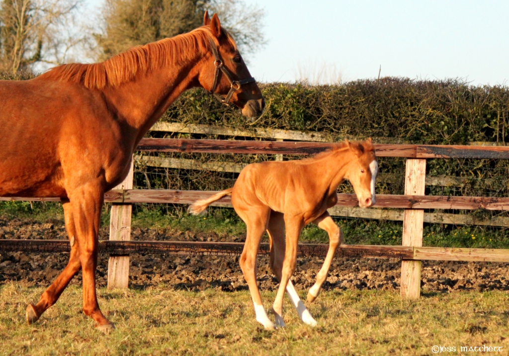 WatershipStud's tweet photo. Lovely shots of this cheeky Starspangledbanner filly enjoying herself in the paddocks at Kiltinan! Owned and bred by Stonethorn Stud Farm. #BreedingSuccess #NuturingTalent https://t.co/YbweHwQVaM