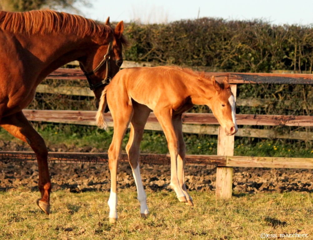 WatershipStud's tweet photo. Lovely shots of this cheeky Starspangledbanner filly enjoying herself in the paddocks at Kiltinan! Owned and bred by Stonethorn Stud Farm. #BreedingSuccess #NuturingTalent https://t.co/YbweHwQVaM