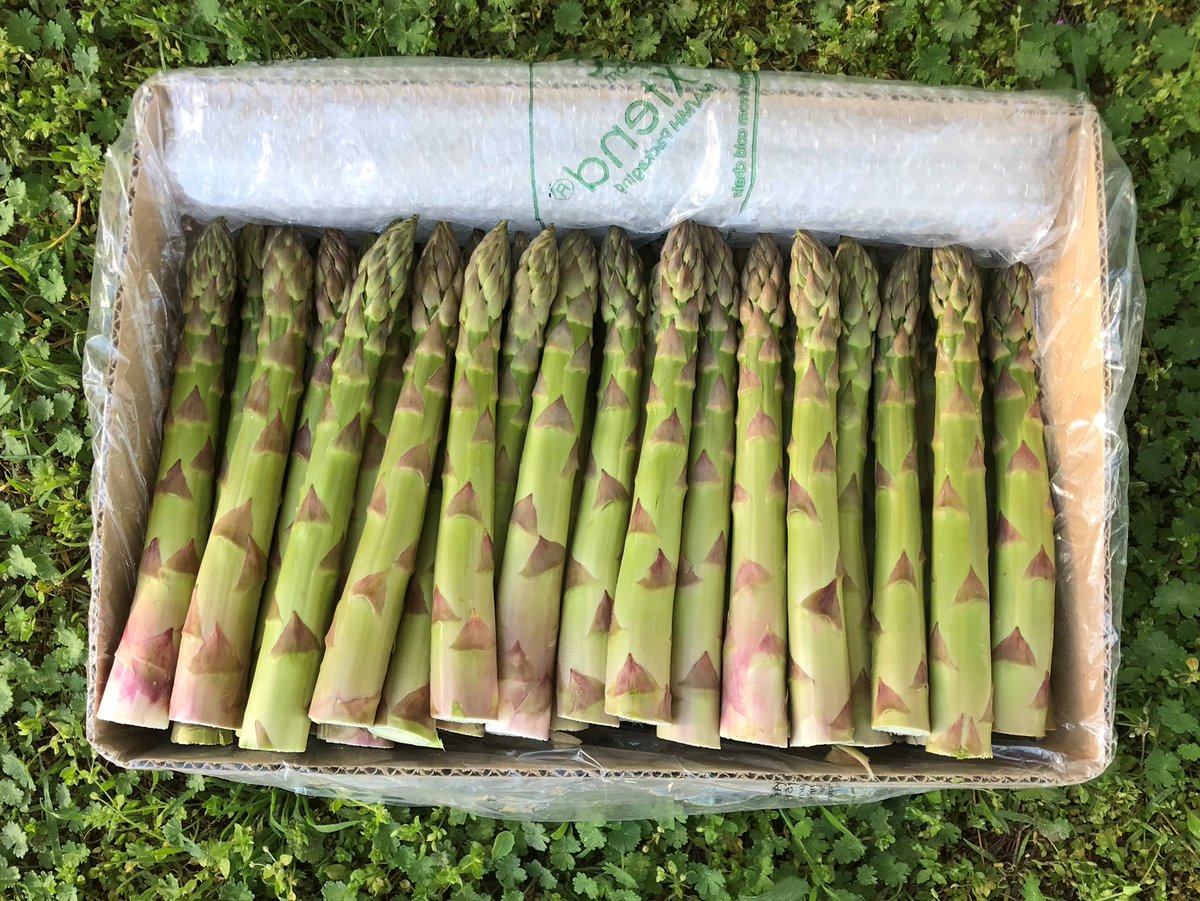 guideMichelinFR's tweet photo. C'est la saison des asperges ! Profitez-en. Sylvain Erhardt, producteur star à Roques-Hautes, nous dit tout sur cet or vert. Ses légumes, auparavant réservés aux tables étoilées, sont désormais disponibles en vente directe. #asperges #printemps https://t.co/QNl9NMYhG8 https://t.co/5Y4mkr4sBL