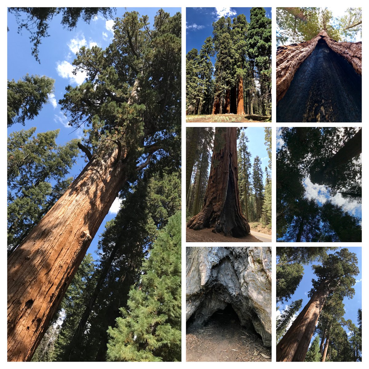 TimeTraveler911's tweet photo. 30 days, 30 favorites - #Day29 
Join my #virtualtraveltour and post your favorites - each day one for 30 days or just follow my virtual travel tour. Just name the location, no further explanation required. 
#ArmchairTravel #DreamNowTravelLater #KingsCanyon #Baumriesen #Yosemite https://t.co/11rjytk2z9