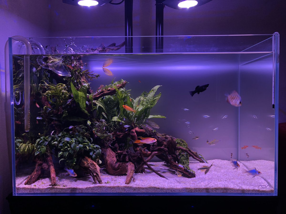 ハノイのトム Hanoi No106 Twitter