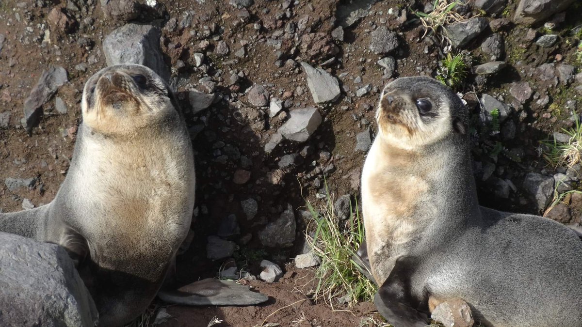 #Internationalsealday #subantarcticfurseal #tristandacunha #wildlife