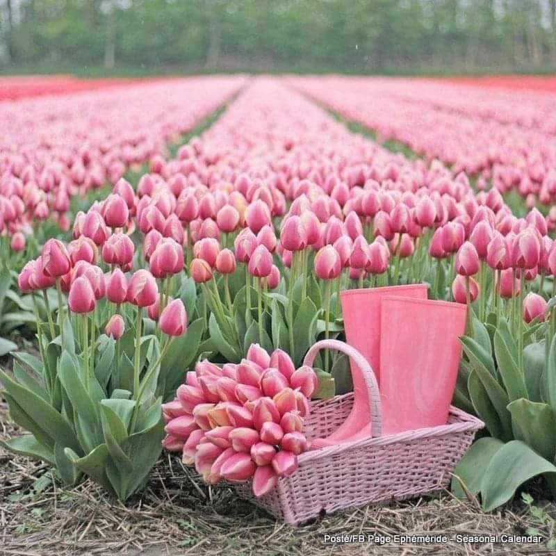 ElaineSolmaz's tweet photo. Pretty Pink Tulips &amp; a pair of wellies 😍Fabulous
#tulips #Flowers #freshflowers #pretty #PrettyInPink #pinkwellies #elevenseshour #cute #SpringBreak https://t.co/pZu9kNHa6e