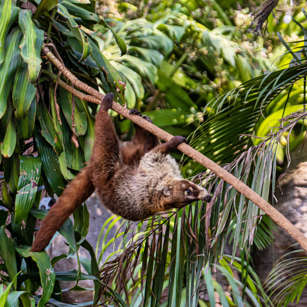 Zoolaaurora's tweet photo. Cuando la vida se pone de cabeza, hay que disfrutar del paisaje y las nuevas perspectivas. ⚡️🌟

¡Feliz semana a todos! 

#pizote del #zoolaaurora por @FAMphoto_gt https://t.co/2HgBHrbViJ