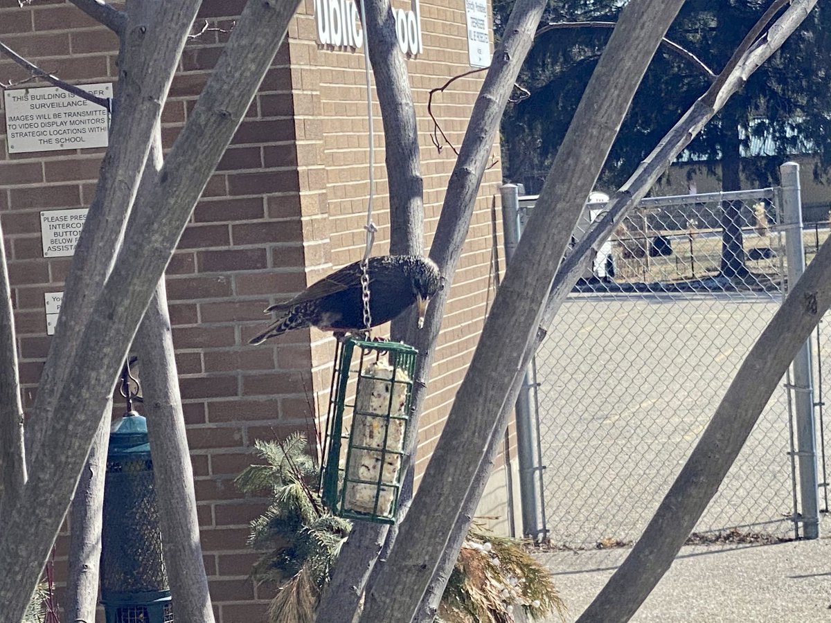 Hey, ⁦<a href="/outdoor_ed/">Outdoor Ed</a>⁩ ... we think this is a European starling. What say ye?