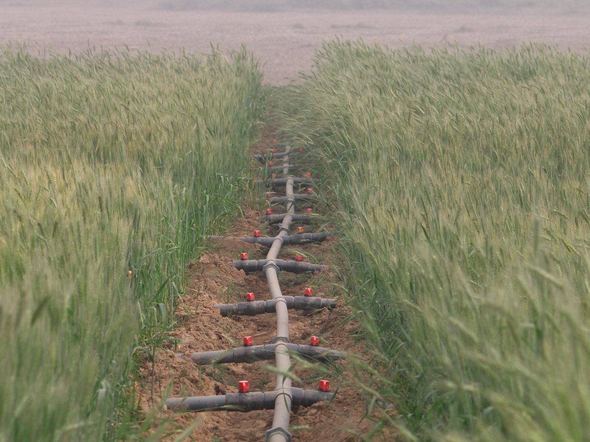 Taat_Africa's tweet photo. #TAAT is scaling up proven tools, technological solutions &amp; innovations in irrigation &amp; agricultural #water management to increase productivity &amp; production of #wheat, #rice &amp; #Sorghum in #Africa #worldwaterday2021  #ValuingWater #Water2me @AfDB_Group @IWMI_ @_AfricanUnion @FAO https://t.co/DbM1oRYF2j