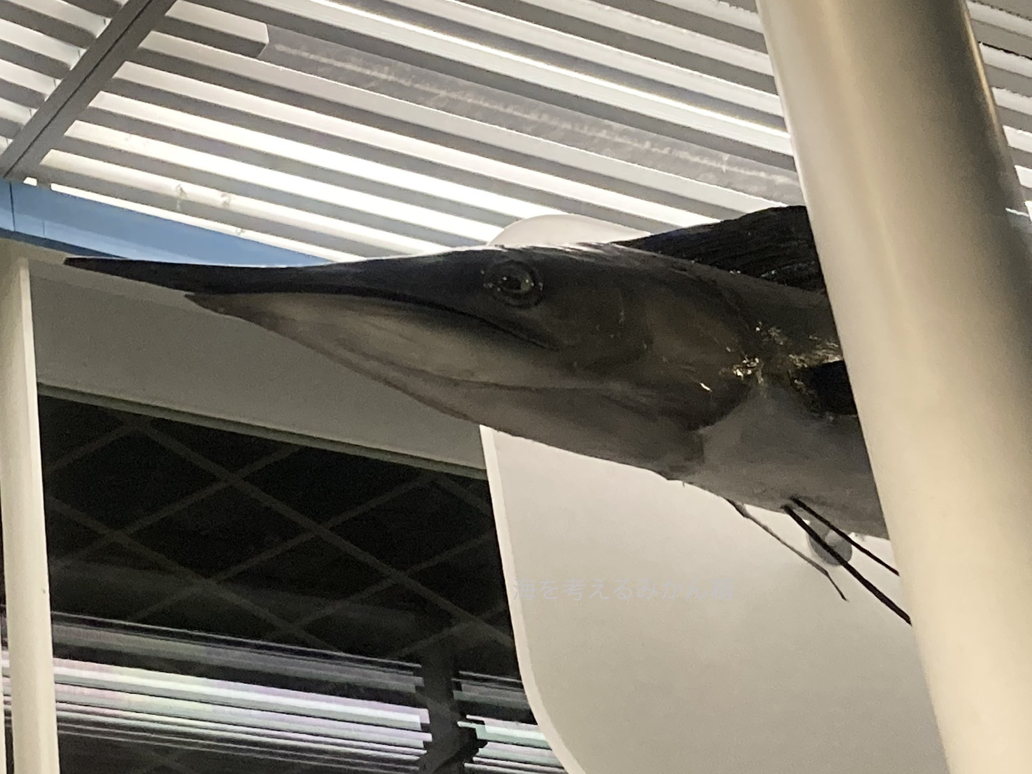 みかん箱 魚と海藻と水族館の人 バショウカジキの後だと 少し物足りなく感じる フウライカジキ 国立科学博物館 みかん箱 魚と海藻と水族館の人 バショウカジキの後だと 少し物足りなく感じる フウライカジキ 国立科学博物館