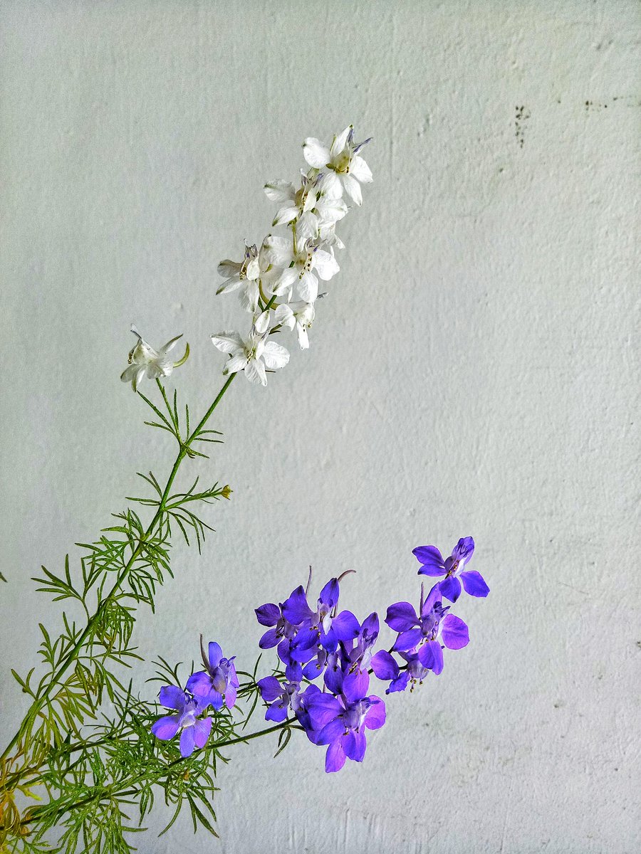 desiTraveler's tweet photo. The Larkspurs are making sure there are no #MondayBlues, one of the plants is producing white blooms😀 Some have formed seeds for next generation. BTW ignore the Broccoli etc. in the #biryani handi, they will have there moment of glory some other day. #FlowerReport #sstphone https://t.co/DY7nGaNcyO