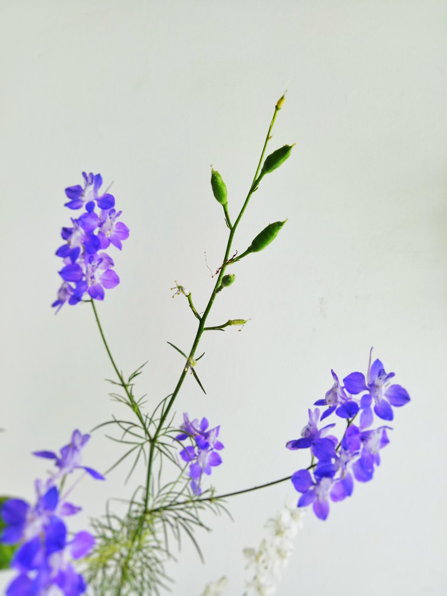 desiTraveler's tweet photo. The Larkspurs are making sure there are no #MondayBlues, one of the plants is producing white blooms😀 Some have formed seeds for next generation. BTW ignore the Broccoli etc. in the #biryani handi, they will have there moment of glory some other day. #FlowerReport #sstphone https://t.co/DY7nGaNcyO