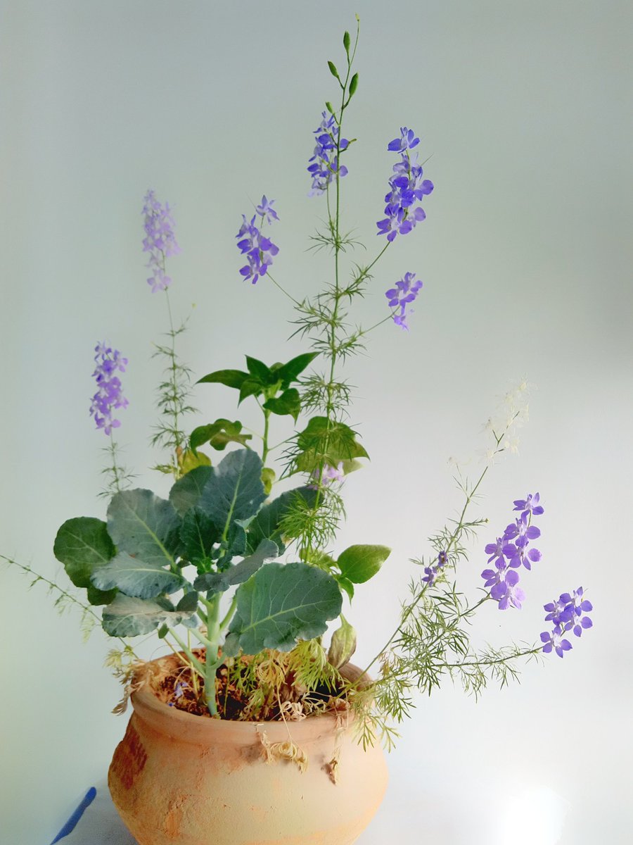 desiTraveler's tweet photo. The Larkspurs are making sure there are no #MondayBlues, one of the plants is producing white blooms😀 Some have formed seeds for next generation. BTW ignore the Broccoli etc. in the #biryani handi, they will have there moment of glory some other day. #FlowerReport #sstphone https://t.co/DY7nGaNcyO