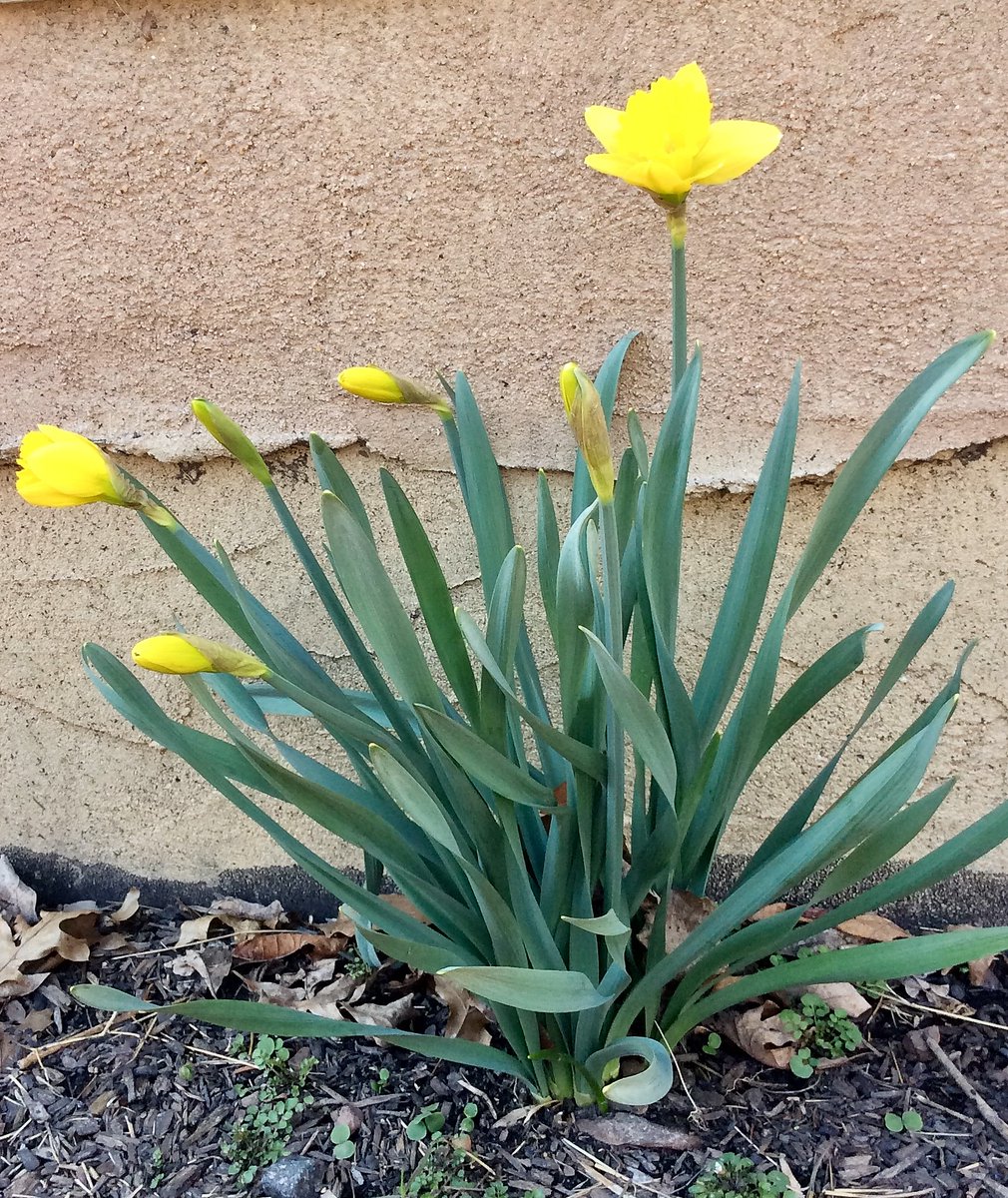 Dr Dawn Miranda Sherratt-Bado tweet media