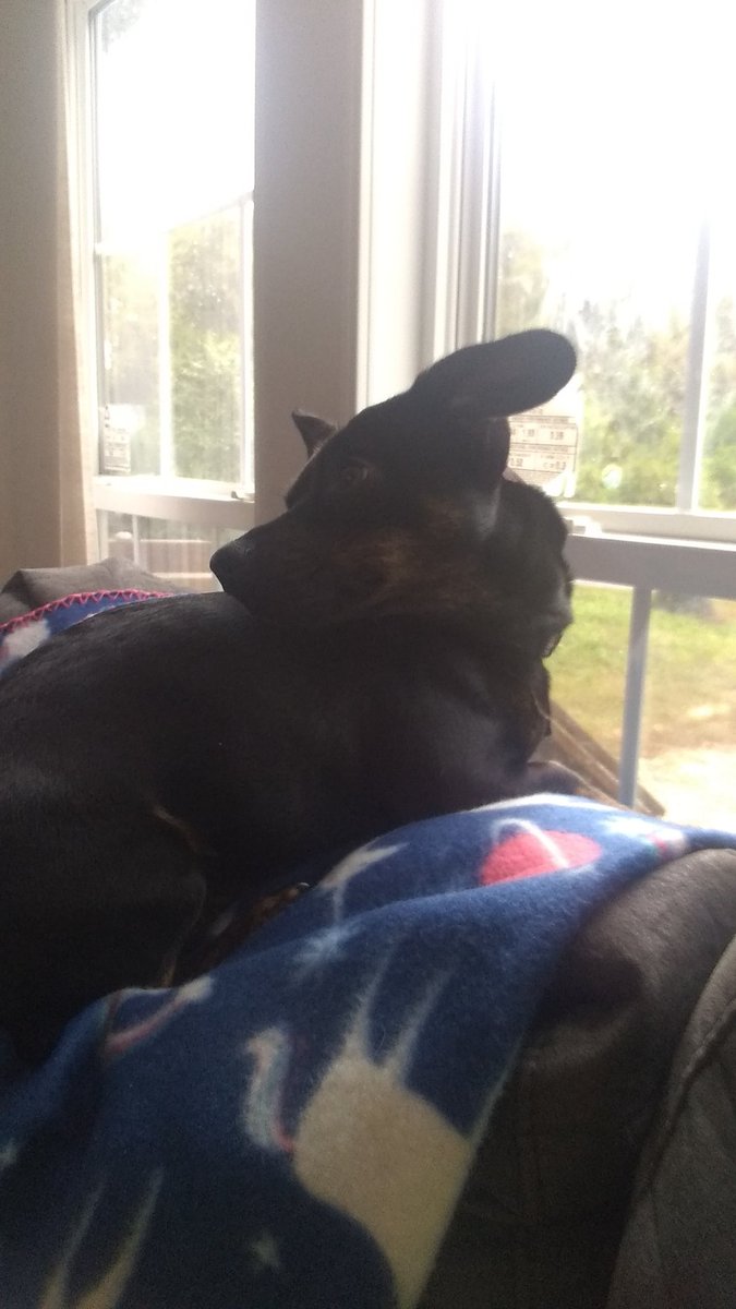 PostYourPets tweet picture