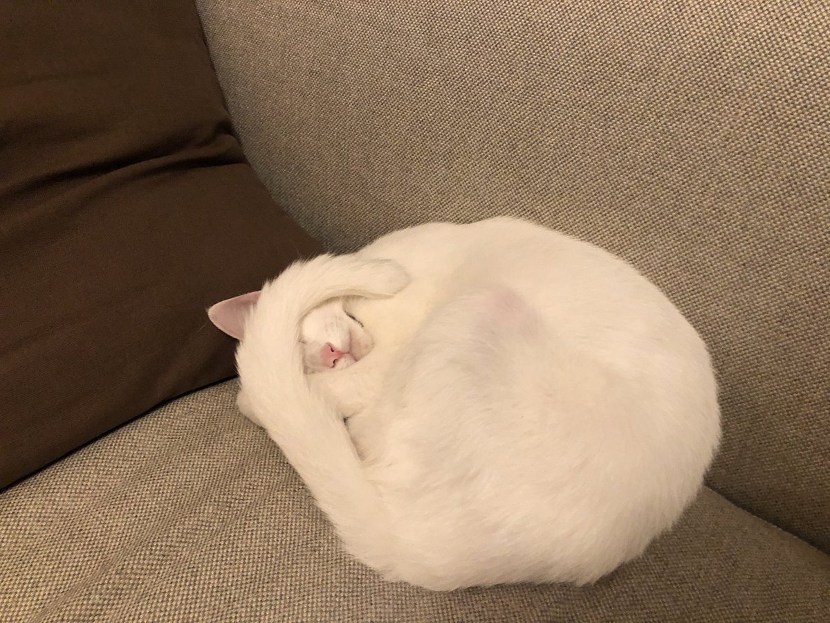 眩しい…にゃん