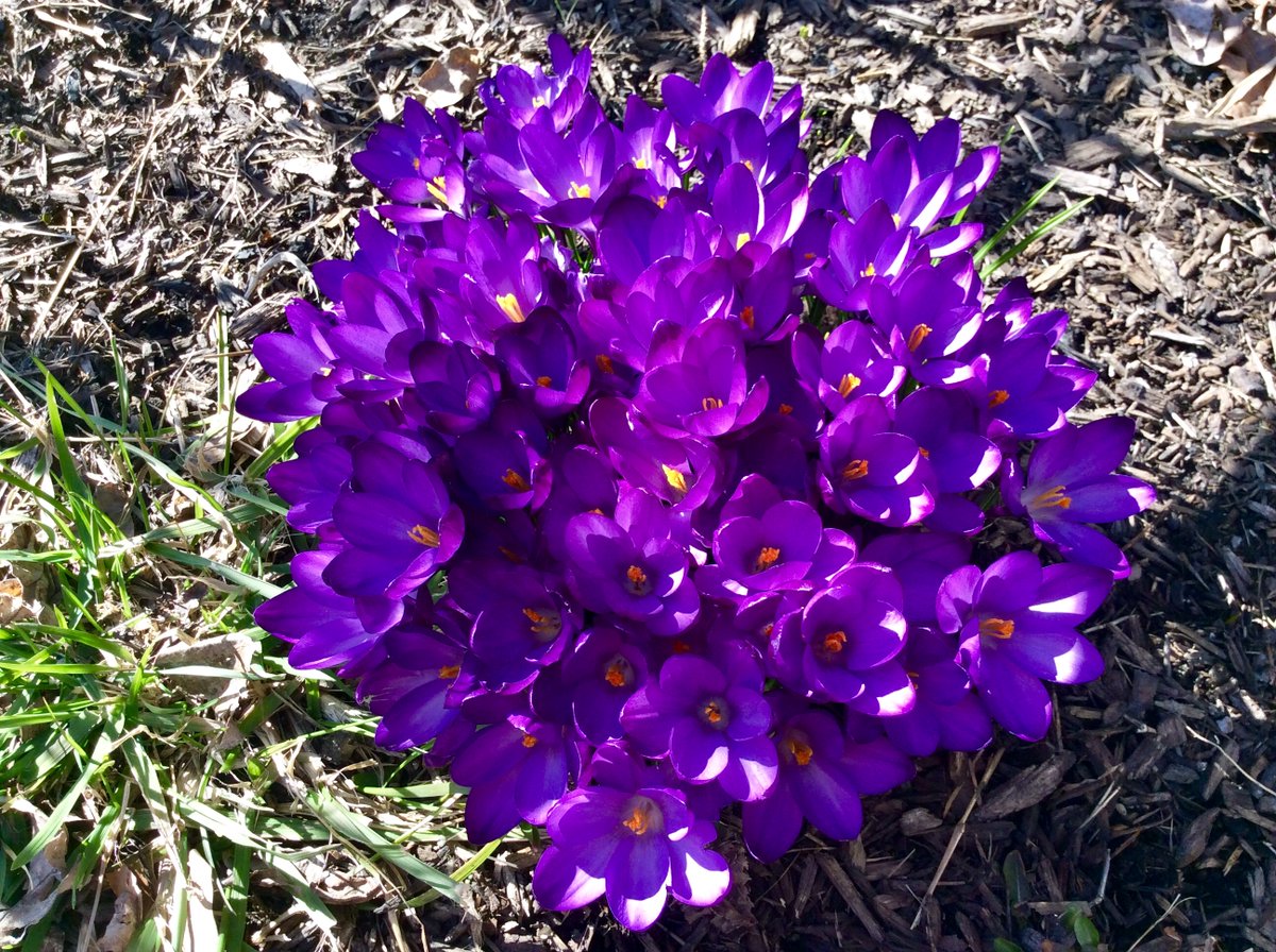 Dr Dawn Miranda Sherratt-Bado tweet media