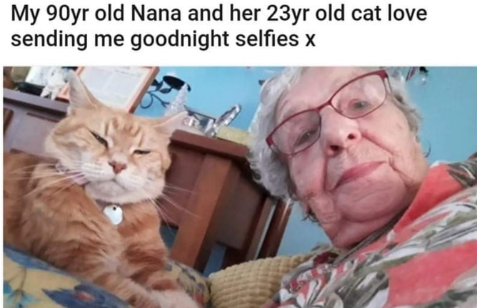 WholesomeMeme's tweet image. 