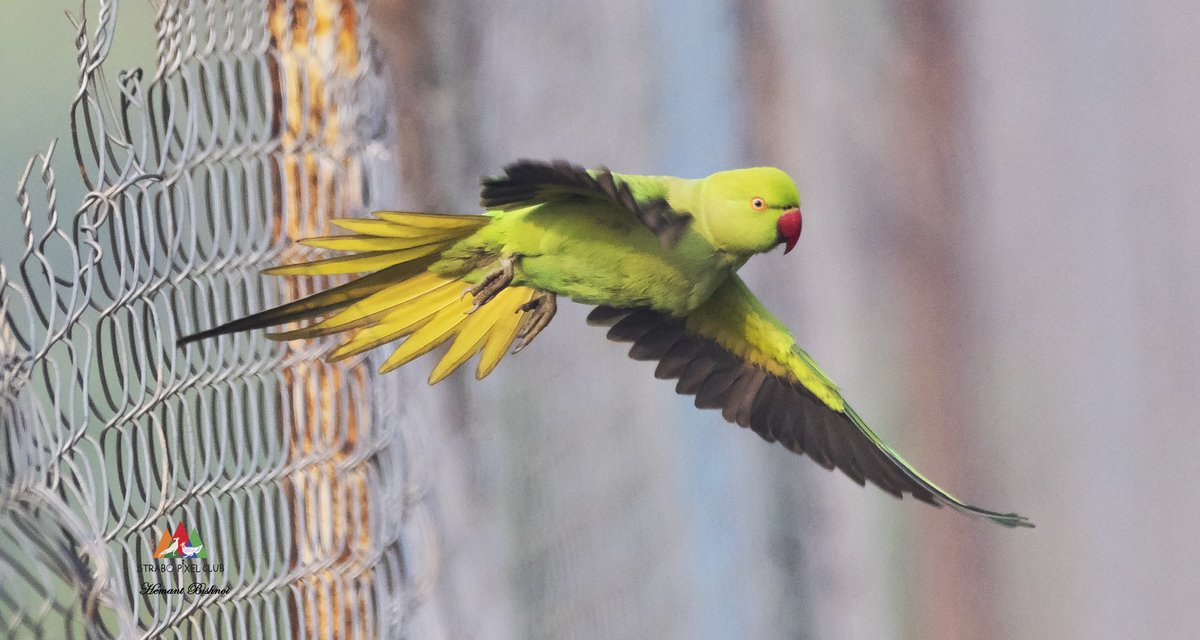ClubStrabo's tweet photo. Rose ringed parakeets can be sighted around Delhi NCR - I was lucky to click this pic near Gurgaon #birds @BBCEarthAsia @NationalGeoPicx @lonelyplanet_in https://t.co/u3V8SJjsRF