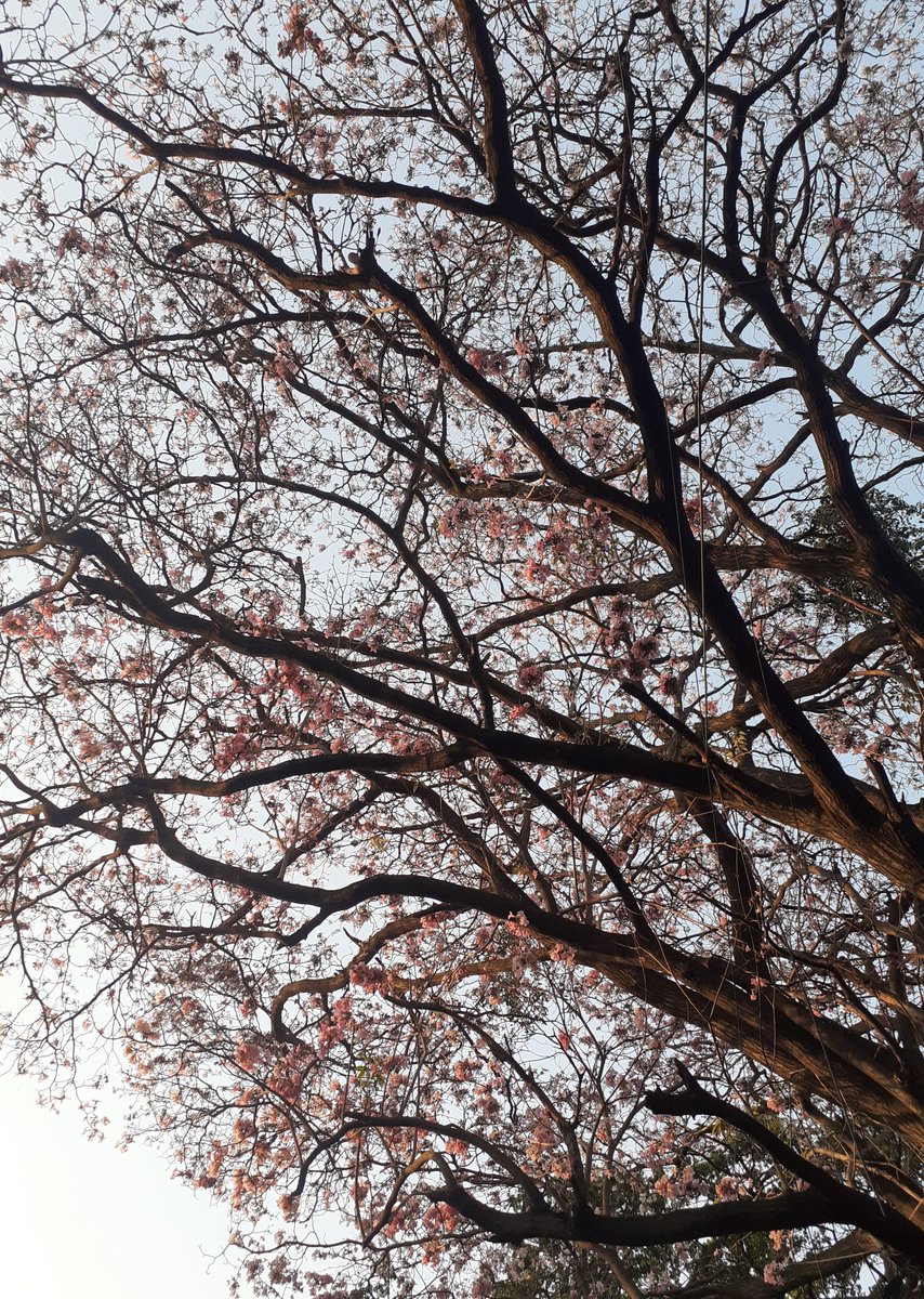 charirekha's tweet photo. Trees are vital to our city's ecosystem. We can't afford to lose them for short-term traffic relief.

Provide incentives for citizens and organizations who take steps to protect and preserve trees in their communities.

#FlyoverYaake https://t.co/aGJDPKxvlH