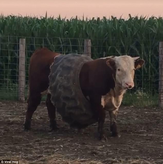 Happy Ag Week! Here at Dawson Tire &amp; Wheel, we keep you 'moo'ving!

A perfect example of how the right machine with the wrong tire, is the wrong machine.

#agweek #agtires #cows #agriculture