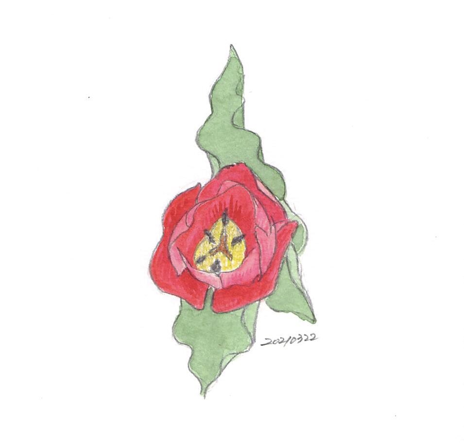 のえみ チューリップ2 上から目線 Art Illustration 漫画 イラスト T Co 5iuyljejtp Twitter