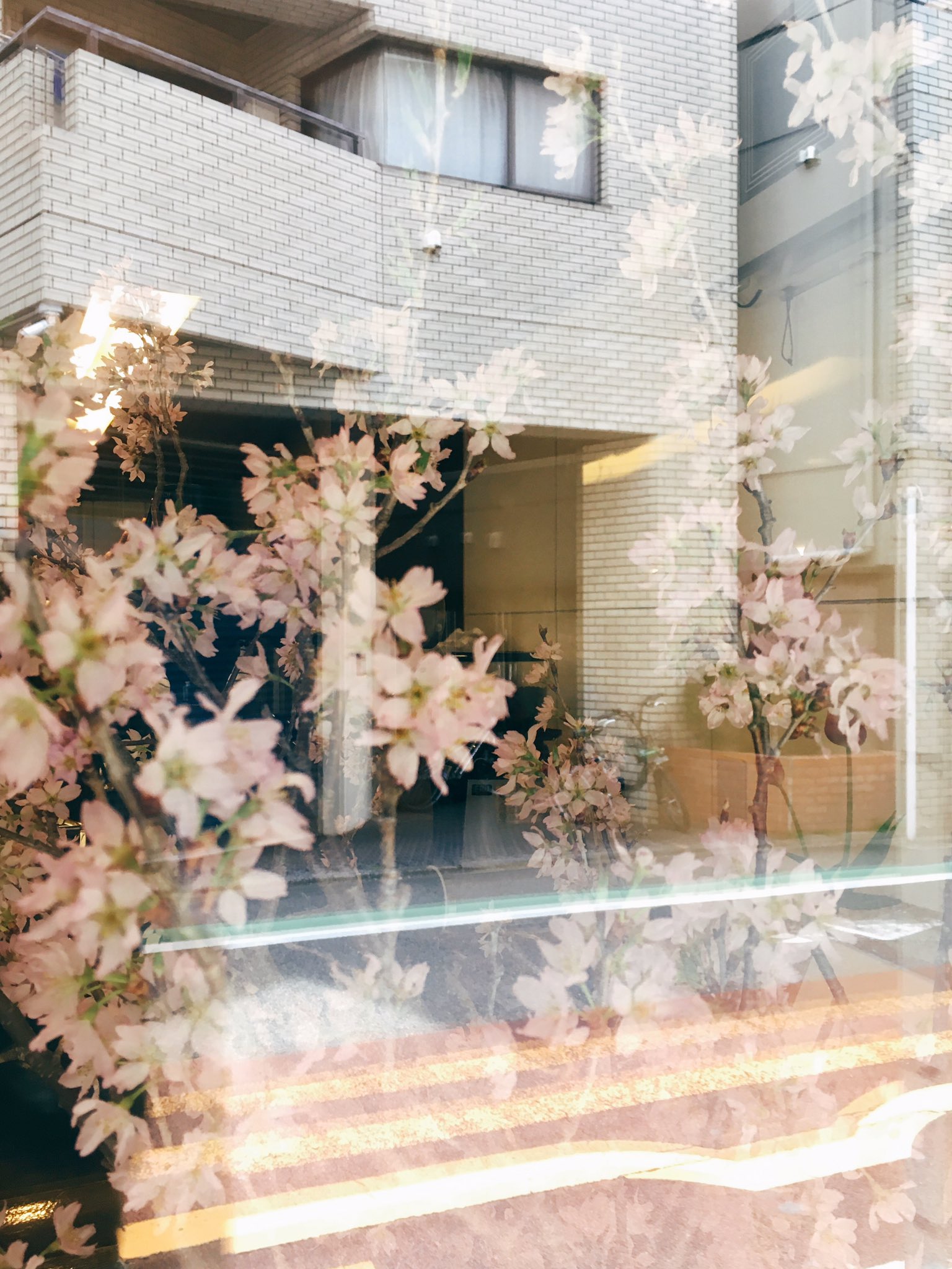 八木香保里 Tocolierの花 花 花 花 花 花 スロウマーケットの花 花 今日の十二枚 買ったものをテーブルに並べ 合わせてみてもええかも と一緒にしたらかわいい デジタルでも撮ってみた レンズはニッコール Fujifilm Fujifilm Xseries