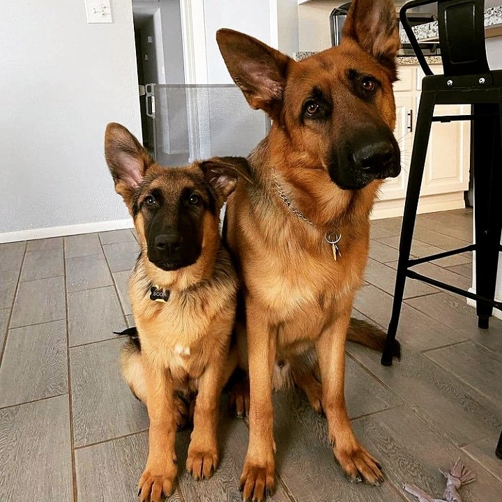 german_shepher5's tweet photo. Gm everyone😑 😑#germanshepherd #gsd
#germanshepherds
#germanshepherdpuppy
#germanshepherddog
#dogsofinstagram
#dogstagram #doglovers
#dogoftheday
#doglige
#gsdofinstagram
#germanshepherdworld
#germanshepherdsofinstagram https://t.co/lNLXQYJAQh