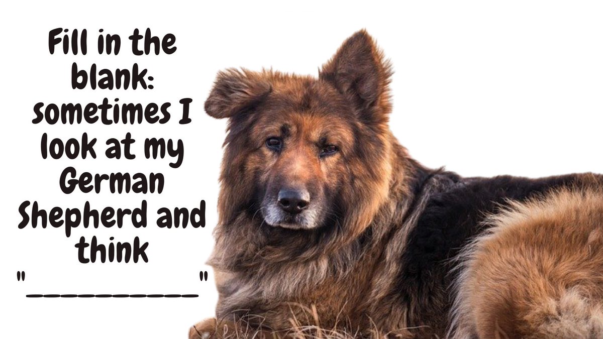 Fill in the blank: sometimes I look at my German Shepherd and think "__________"

#germanshepherd #germanshepherds #germanshepherdpuppy #germanshepherdpup #germanshepherddog #gsd #gsdofinstagram #gsdpuppy #gsdlife #gsdlove #germanshepherdsofinstagram #germanshepherdpuppies