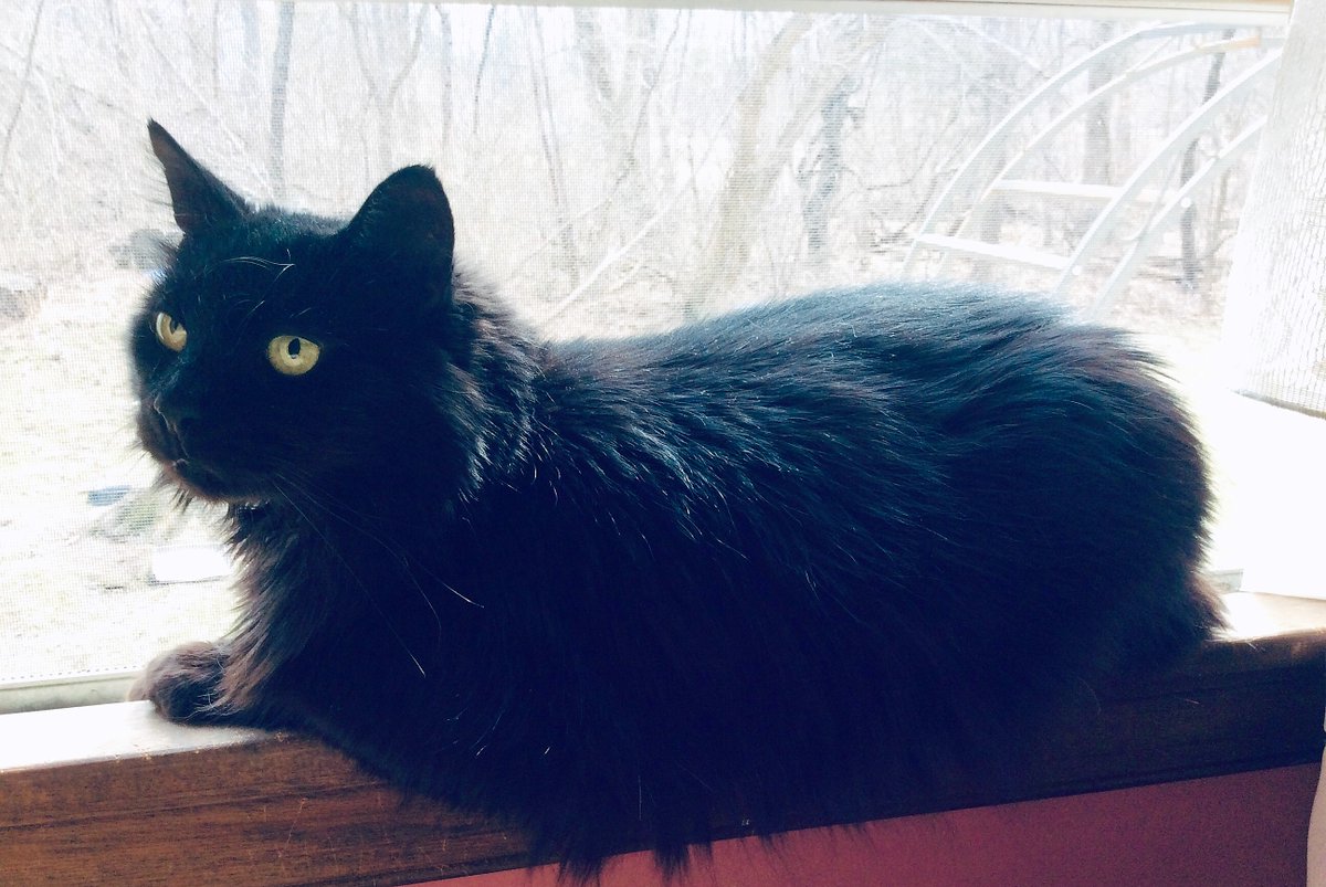 Dr Dawn Miranda Sherratt-Bado tweet media