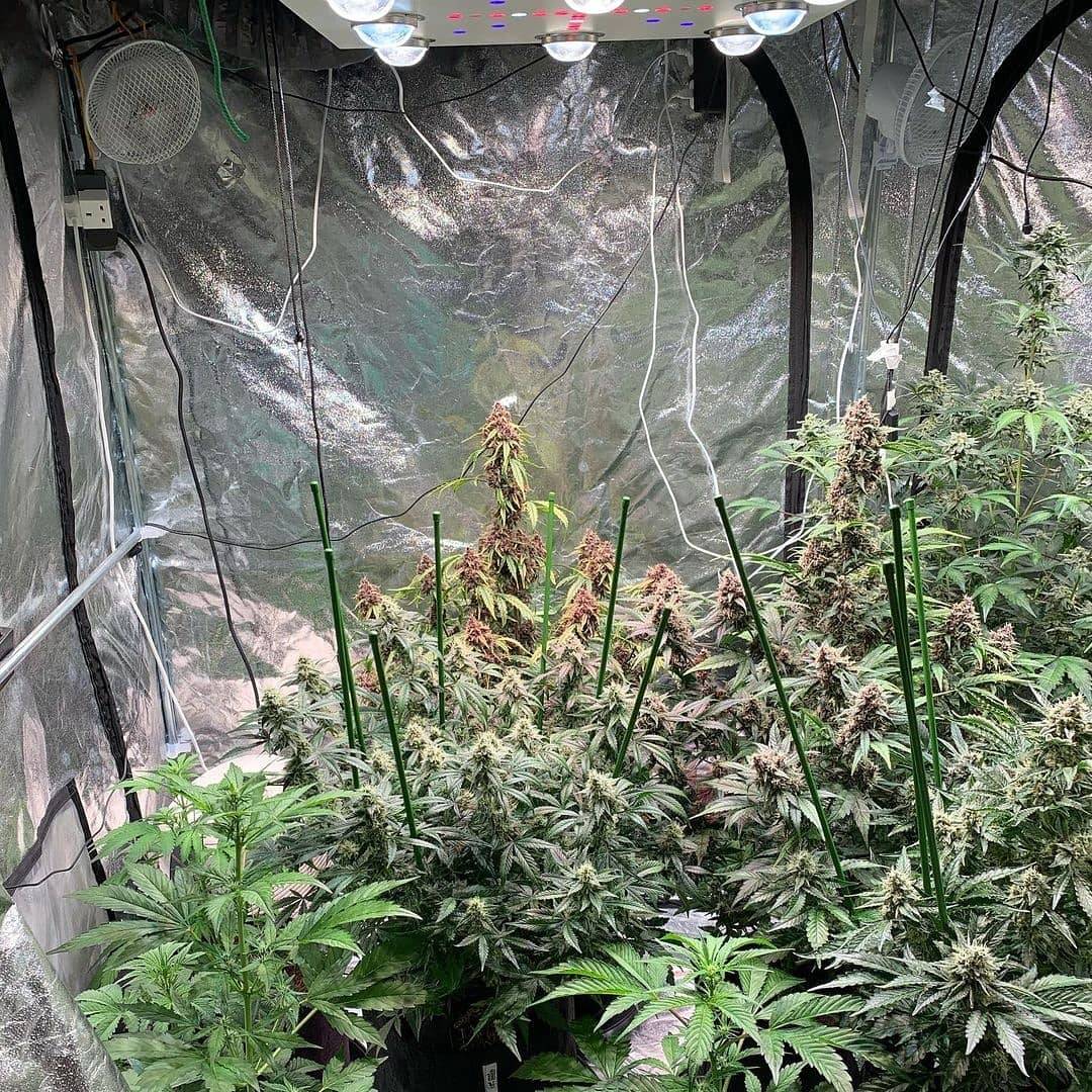 WGREGO202's tweet photo. Happy Monday Team! Big shout out to long time OpticLED grower @ser_cannasseur and his always packed double Opticn8+ Gen1 powered 4x8 grow tent here! Frosty colas looking 🔥👌💯!! #Opyic8+ #LEDGrowLights #OpticLED #TeamOptic #HomeGrower #IndoorGarden #WeStackNodes #GrowYourOwn https://t.co/Ke2NiUPkQE