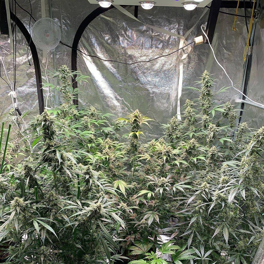 WGREGO202's tweet photo. Happy Monday Team! Big shout out to long time OpticLED grower @ser_cannasseur and his always packed double Opticn8+ Gen1 powered 4x8 grow tent here! Frosty colas looking 🔥👌💯!! #Opyic8+ #LEDGrowLights #OpticLED #TeamOptic #HomeGrower #IndoorGarden #WeStackNodes #GrowYourOwn https://t.co/Ke2NiUPkQE