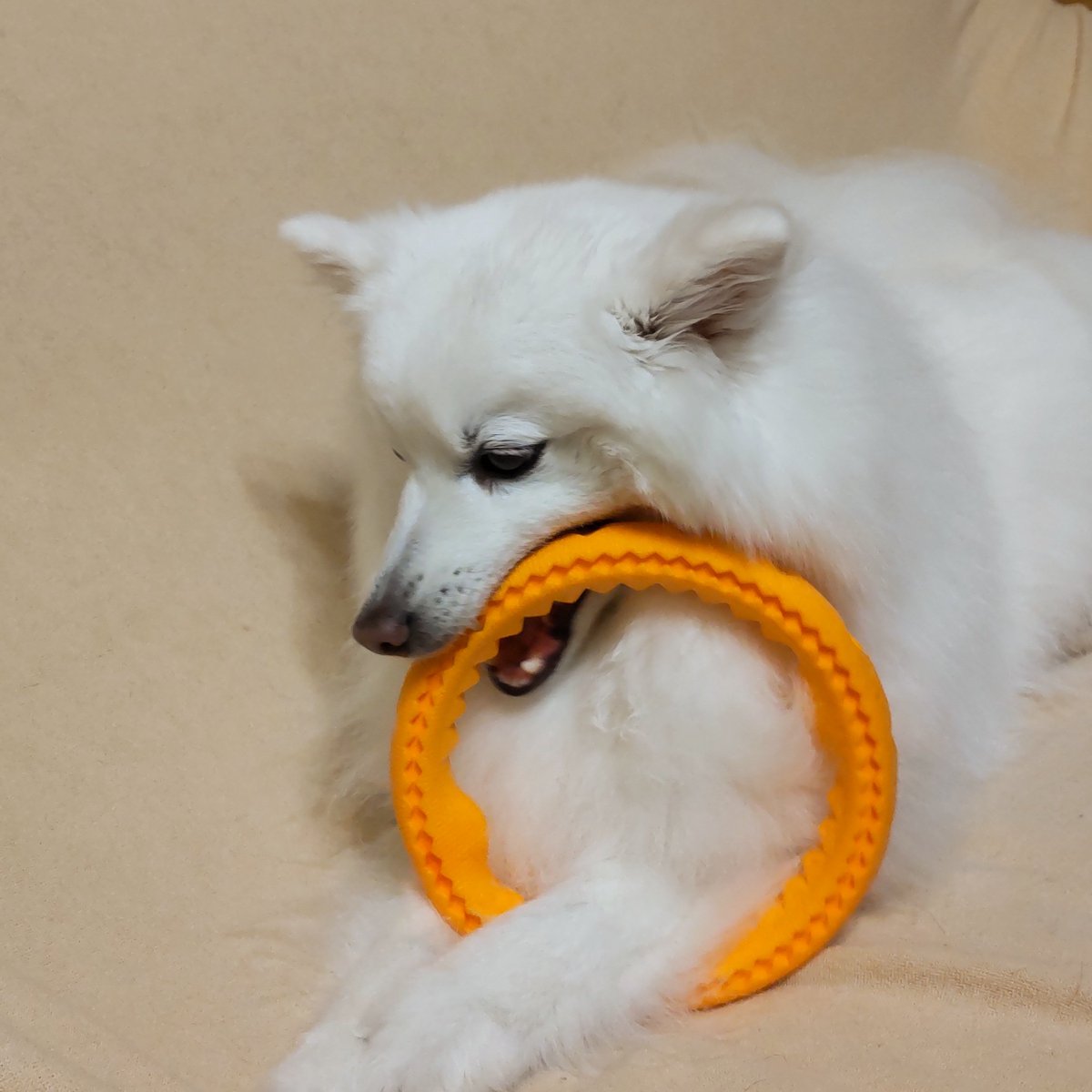 suzukiset's tweet photo. 新しいおもちゃ。
#japanspitz
#日本スピッツ https://t.co/dttASjUOs5
