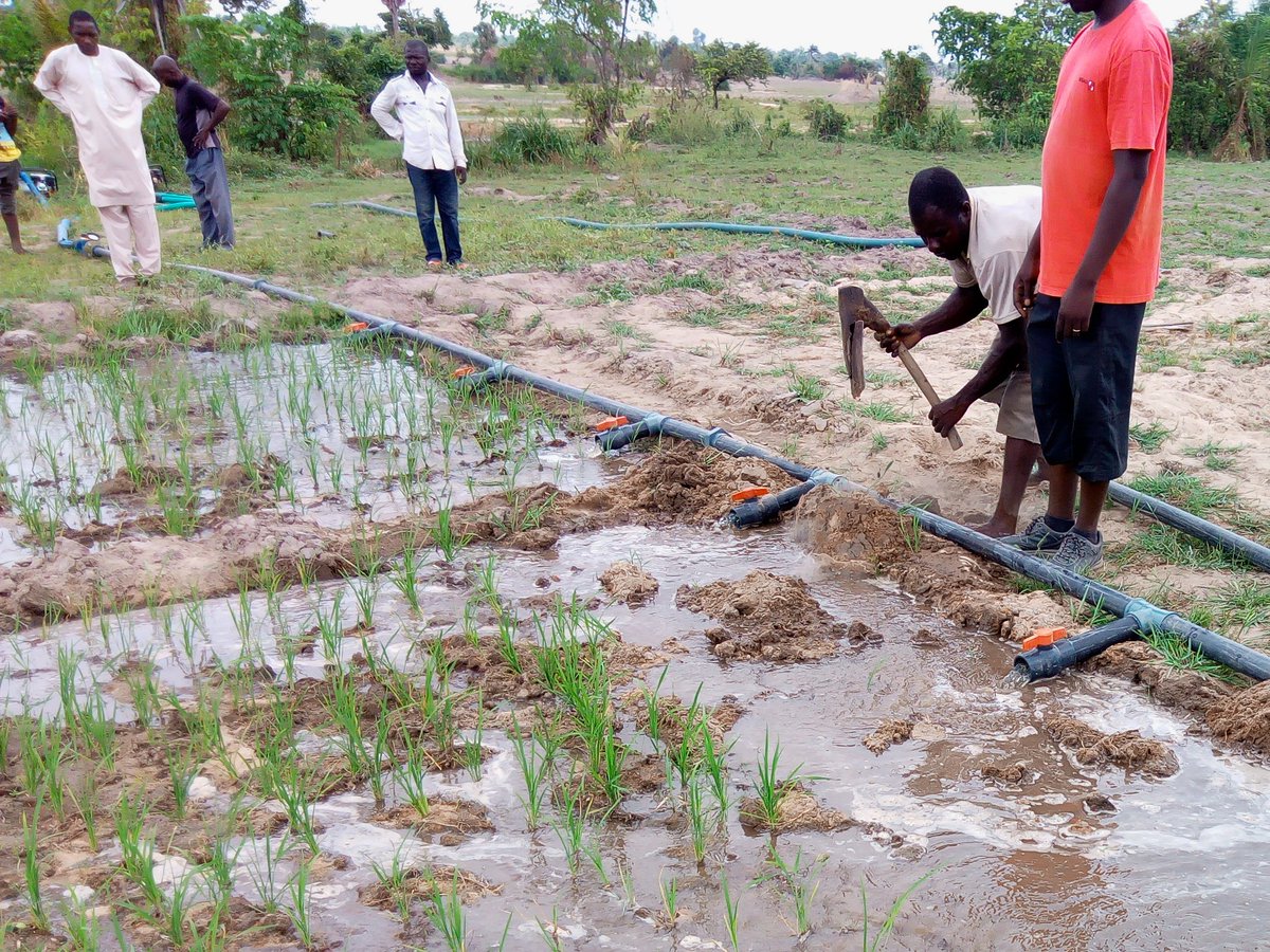 Taat_Africa's tweet photo. #VIDEO #WorldWaterDay #ValuingWater #TAATMakesDrySeasonFarmingEasy  https://t.co/tMwQMIcXir Ayuba, a young farmer at Gidan Mai-Akuya, Nasarawa-Nigeria, is excited. He is witnessing the operation of a pressured plastic-piped sprinkler 4 D first time! @AfDB_Group #Water2Me @IWMI_ https://t.co/sfgHG65846