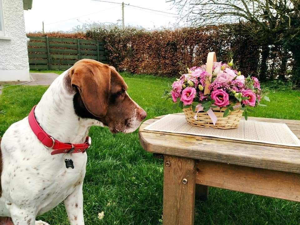 kayflowerschool's tweet photo. Our module1 online floristry training programs for beginners started recently. Heres some of our students  photos. 

Our next module1 starts 2nd June send me an email for more information 
Info@flowerschoolireland.com

#floristry #onlinelearning #floristryclass #KaysFlowerSchool https://t.co/5Yyho6FPI4