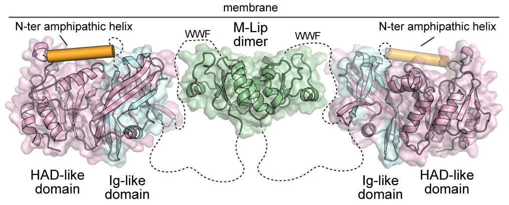 airola_lab's tweet image. Our first preprint! We identify a new protein fold that binds #membranes and influences lipin protein function in adipocytes. In collab with Karen Reue and @JohnEBurke2 labs. Led by Weijing Gu, Shujuan Gao, Huan Wang, and Kaelin Fleming
biorxiv.org/content/10.110…
