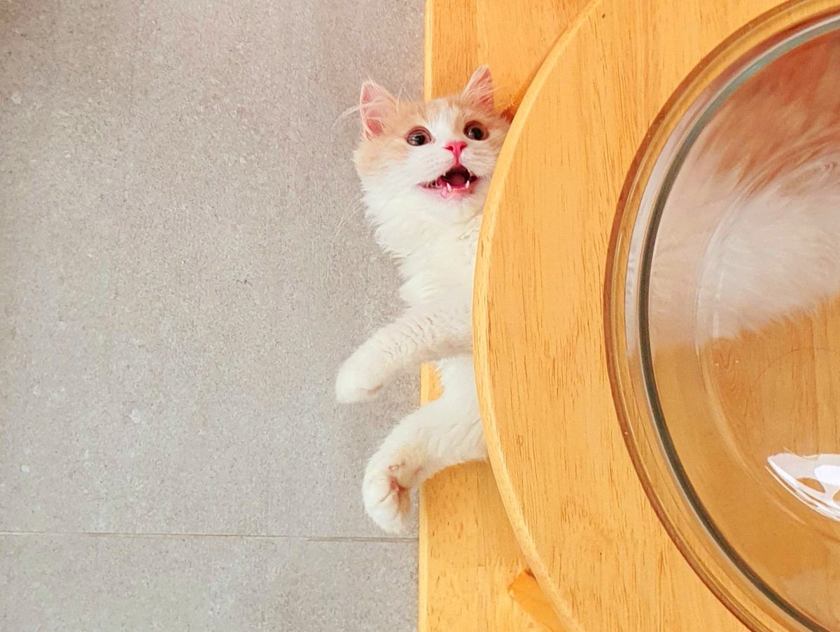 Dark_Farewell's tweet photo. Hi, I'm Nari. I'm here to make your life miserable!

NARI Day 86
22.03.2021

Tabi's IG : tabijourney91
Tabi's FB page : Tabi Journey : Tabi The Tabby Cat

#TabiJourney #TabiTheTabbyCat #TabiTabby #TabiTheOrangeTabbyCat #cat #harlequincat #creamcat #creamharlequin #beigecat https://t.co/PJVlWYyRMg