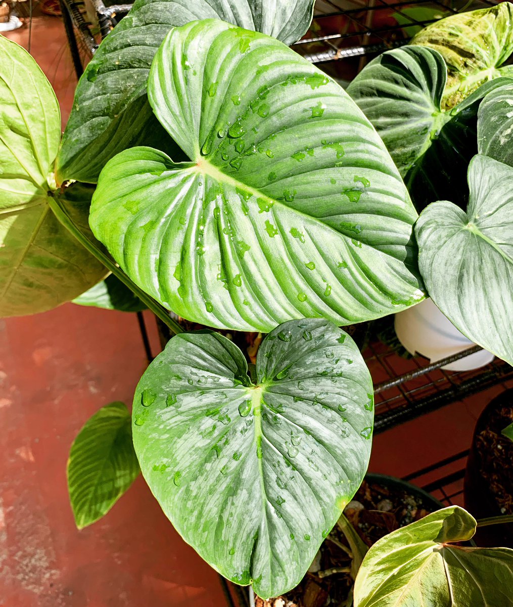 PlantChaser's tweet photo. Youโre looking swell. A real stand out. Happy Monday! #philodendronsodiroi #philodendron #aroids #araceae #leaves #silverleaf #heartshapeleaf #plantsmakepeoplehappy #plants #plantphotography #garden #gardening https://t.co/m426e8aves