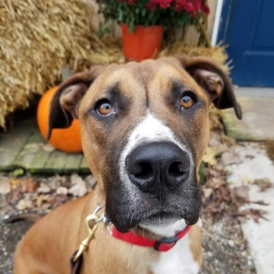 embarkvet's tweet photo. Can you match the #MuttMadness players' Embark breed results correctly? Reply with your guess! #MondayMatch Check back tomorrow to see if you got it right!
1. Dallas
2. Viola
3. A
4. B
🐶 Learn more about these adoptable pups: https://t.co/f95wE052fK
📸 @PFPMI
#EmbarkVet https://t.co/pCLel0sq6D