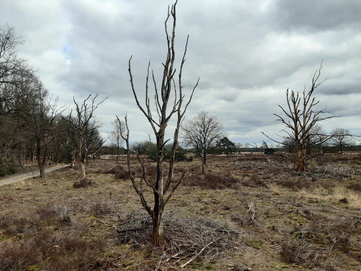 Bosw8erLaurens's tweet photo. Inlandse eiken op de #veluwe. Een treurig beeld. Het gaat niet goed met onze natuur. En de massale sterfte van eiken maakt dat heel zichtbaar. #stikstofcrisis https://t.co/RtjZg0NrMJ